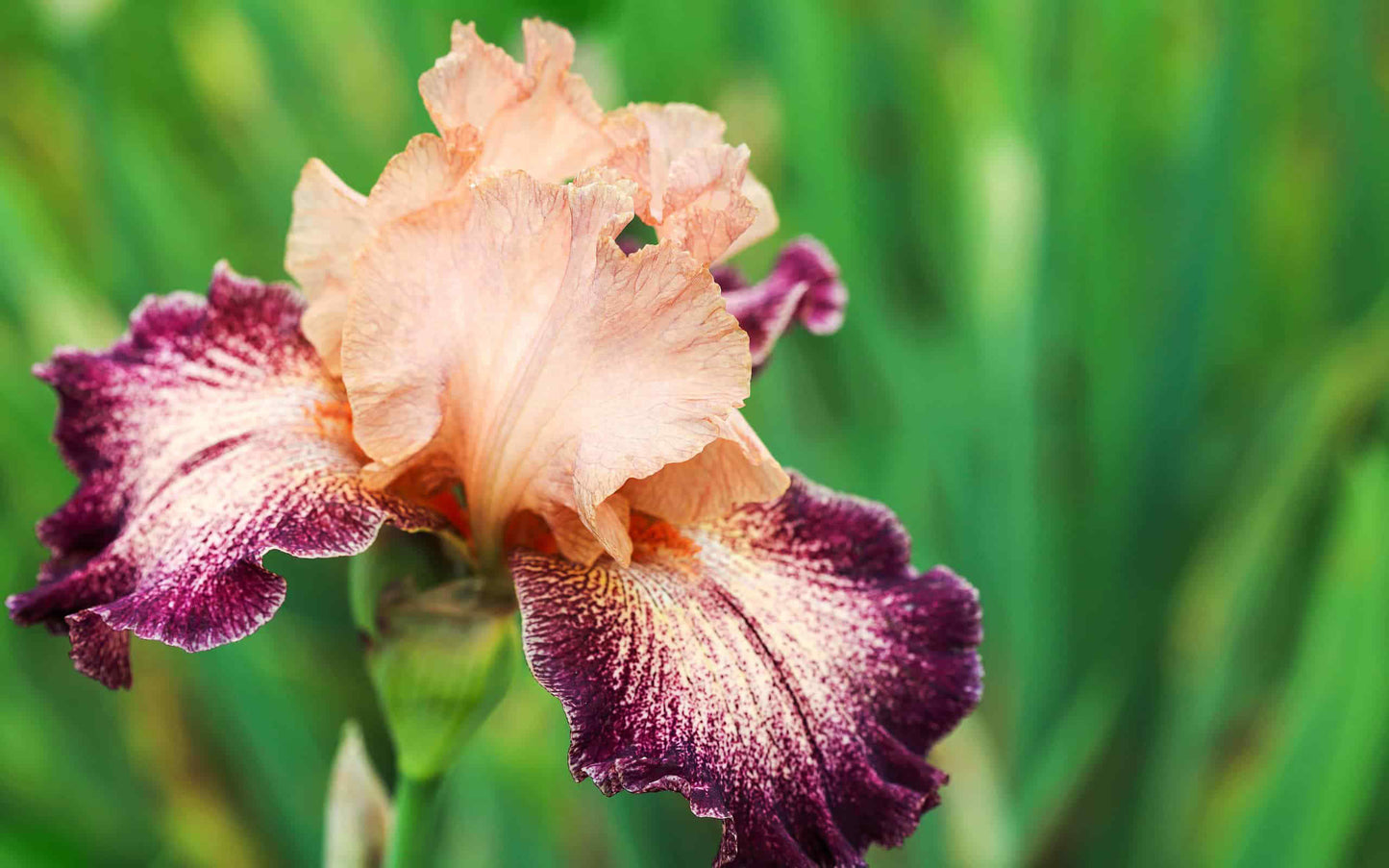 Double Exposure Reblooming Bearded Iris