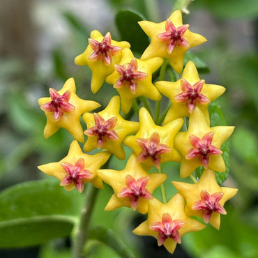 Hoya Carnosa Flower Seeds – Heirloom Non-GMO Seeds for Garden Planting