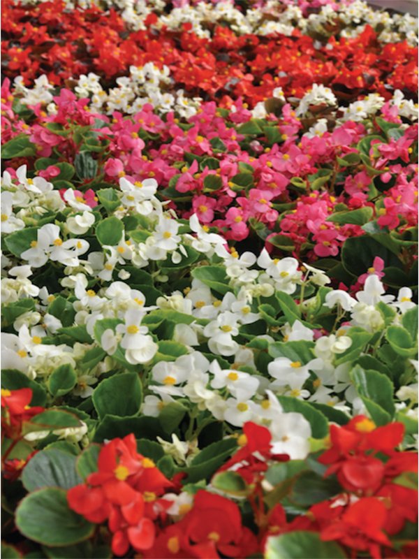 Ambassador Begonia Flower Seeds – Heirloom, Non-GMO Flower Seeds for Planting
