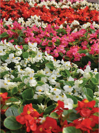 Ambassador Begonia Flower Seeds – Heirloom, Non-GMO Flower Seeds for Planting