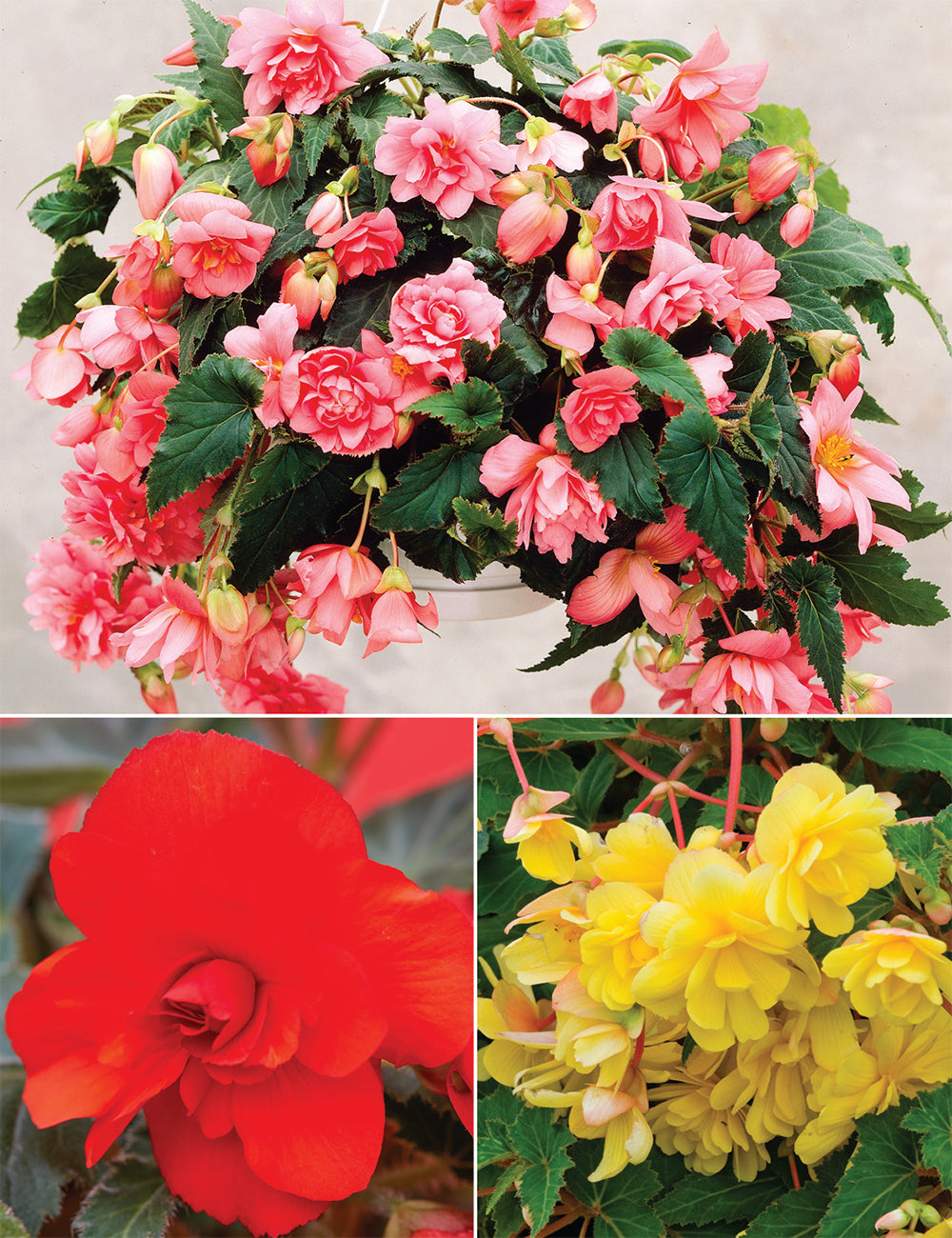 Hanging Basket Begonia Collection