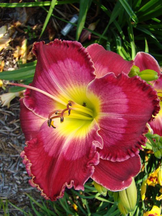 Blood Sweat and Tears Reblooming Daylily