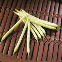 Carson – Bean Seed