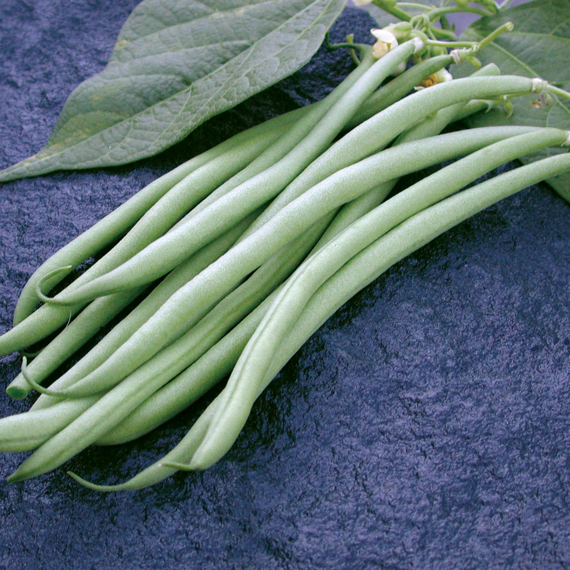 Maxibel – Bean Seed