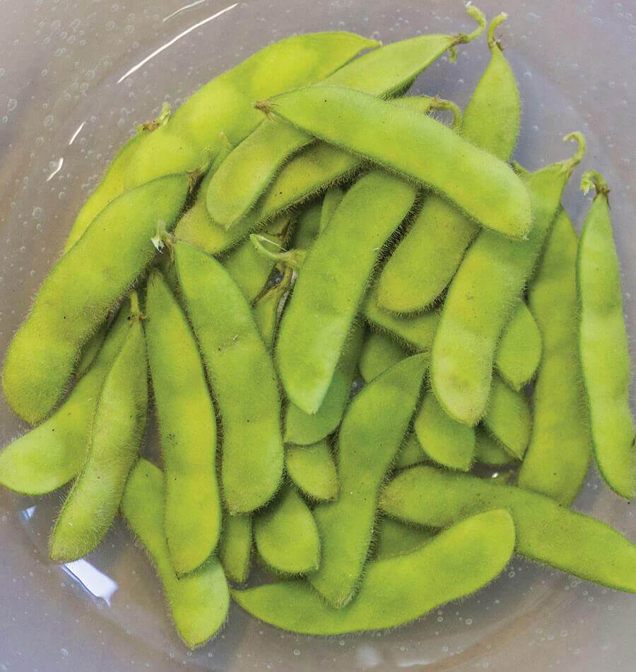 Tohya – Soybean Seed