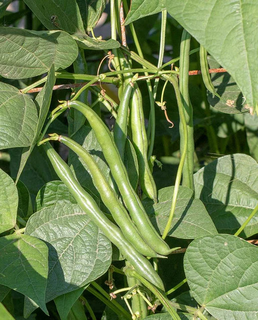 Seychelles – Organic Bean Seed