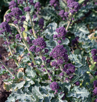Santee – Purple Sprouting Broccoli Seeds