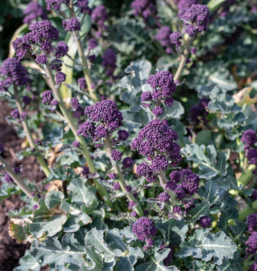 Red Fire – Purple Sprouting Broccoli Seeds