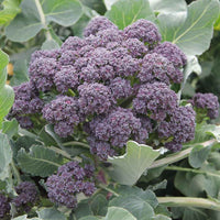 Burgundy – Purple Sprouting Broccoli Seeds