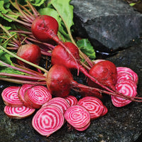 Chioggia Guardsmark – Organic Beet Seed
