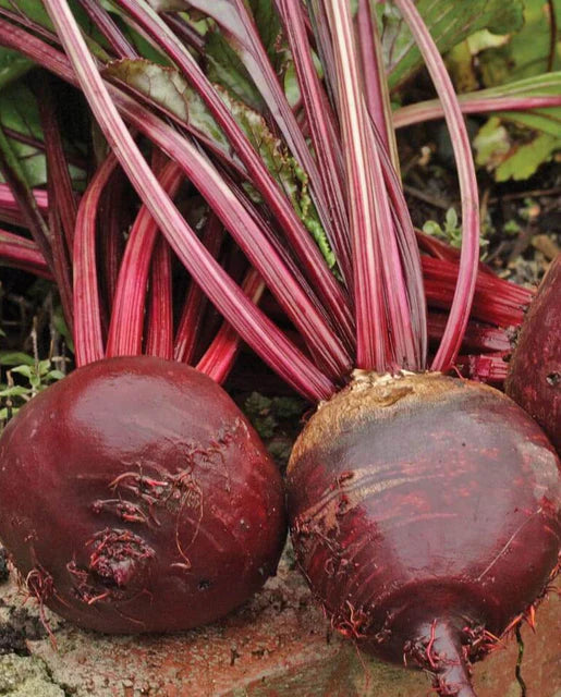 Red Ace – Organic Beet Seed