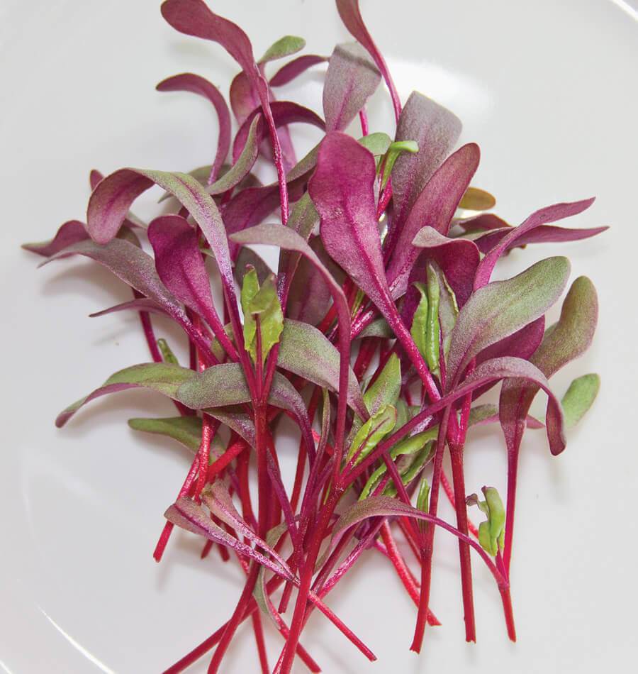 Orach, Ruby Red – Organic Microgreen Seed