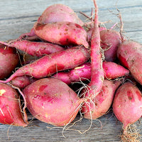 Sweet Potato- Northern Star