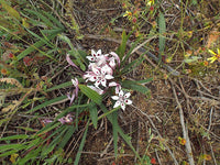 Babiana Tubulosa Flower Seeds for Planting - 100