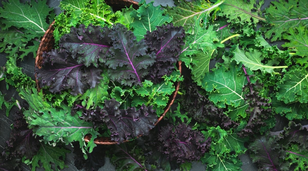 Kalebration Kale Mix – Organic Vegetable Seed