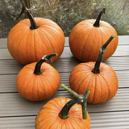 Pumpkin Almond Baby Bear F1 Organic Vegetable Seeds for Planting