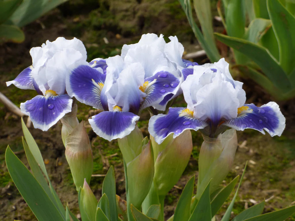 Open Your Eyes Dwarf Bearded Iris Seeds