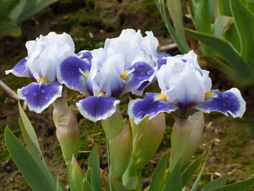 Open Your Eyes Dwarf Bearded Iris Seeds