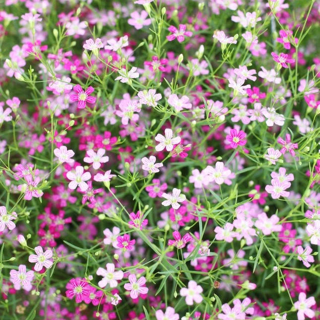 Gypsophila- Elegans Mixed