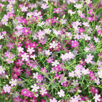 Gypsophila- Elegans Mixed
