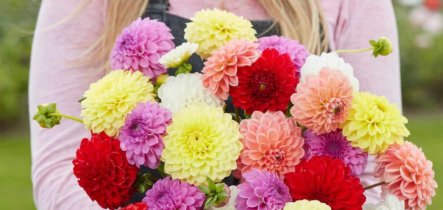 Royal Inferno Dahlia Mixture