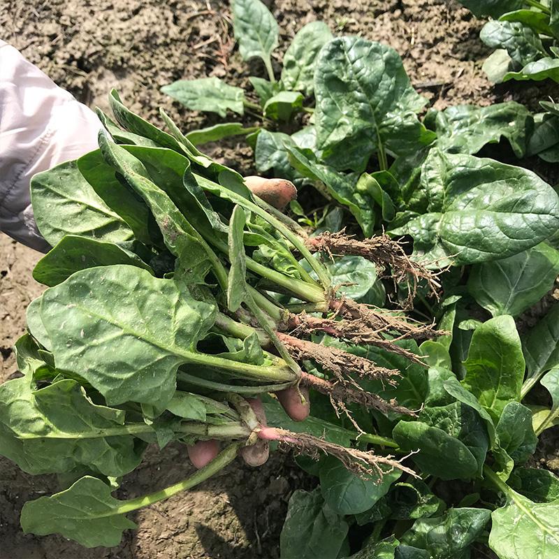 Bamboo leaf spinach Seeds selling organic vegetable Seeds