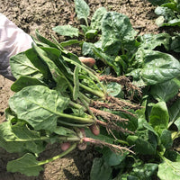 Bamboo leaf spinach Seeds selling organic vegetable Seeds