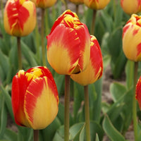 Banja Luka Tulip Seeds