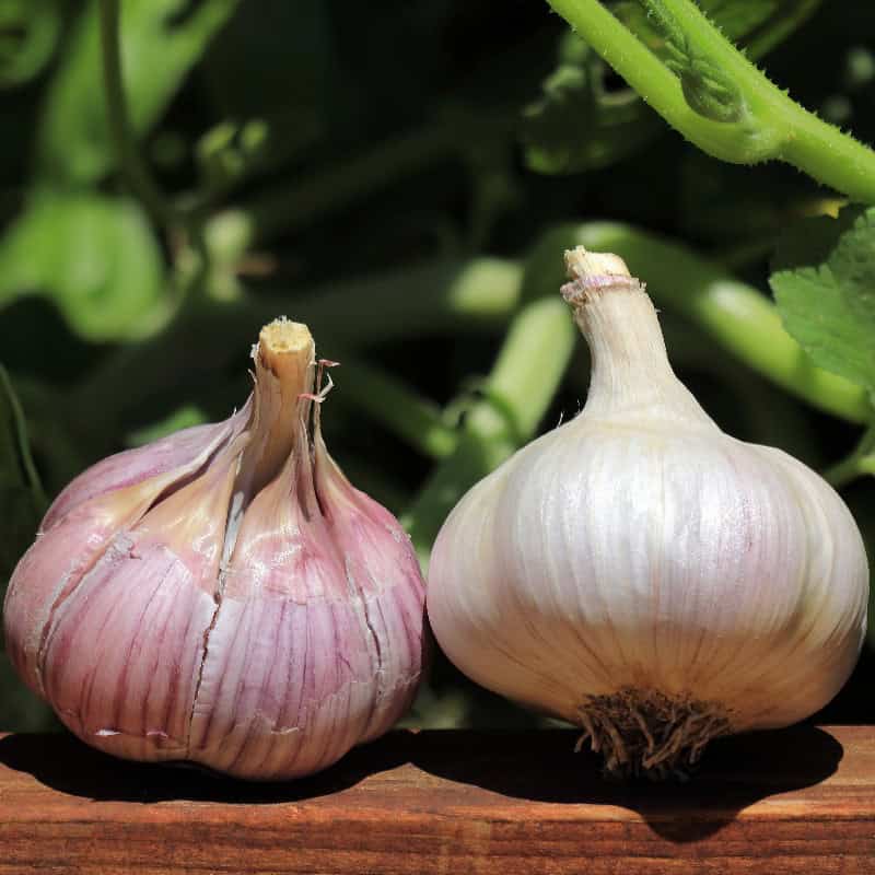 Chesnok Red – Organic Garlic Bulbs