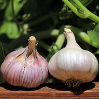 Chesnok Red – Organic Garlic Bulbs