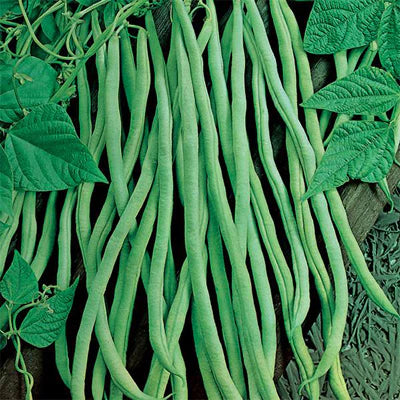 Fortex – Bean Seed