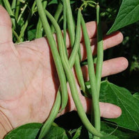 Maxibel – Bean Seed