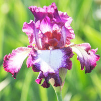 Tennison Ridge Reblooming Tall Bearded Iris Seeds