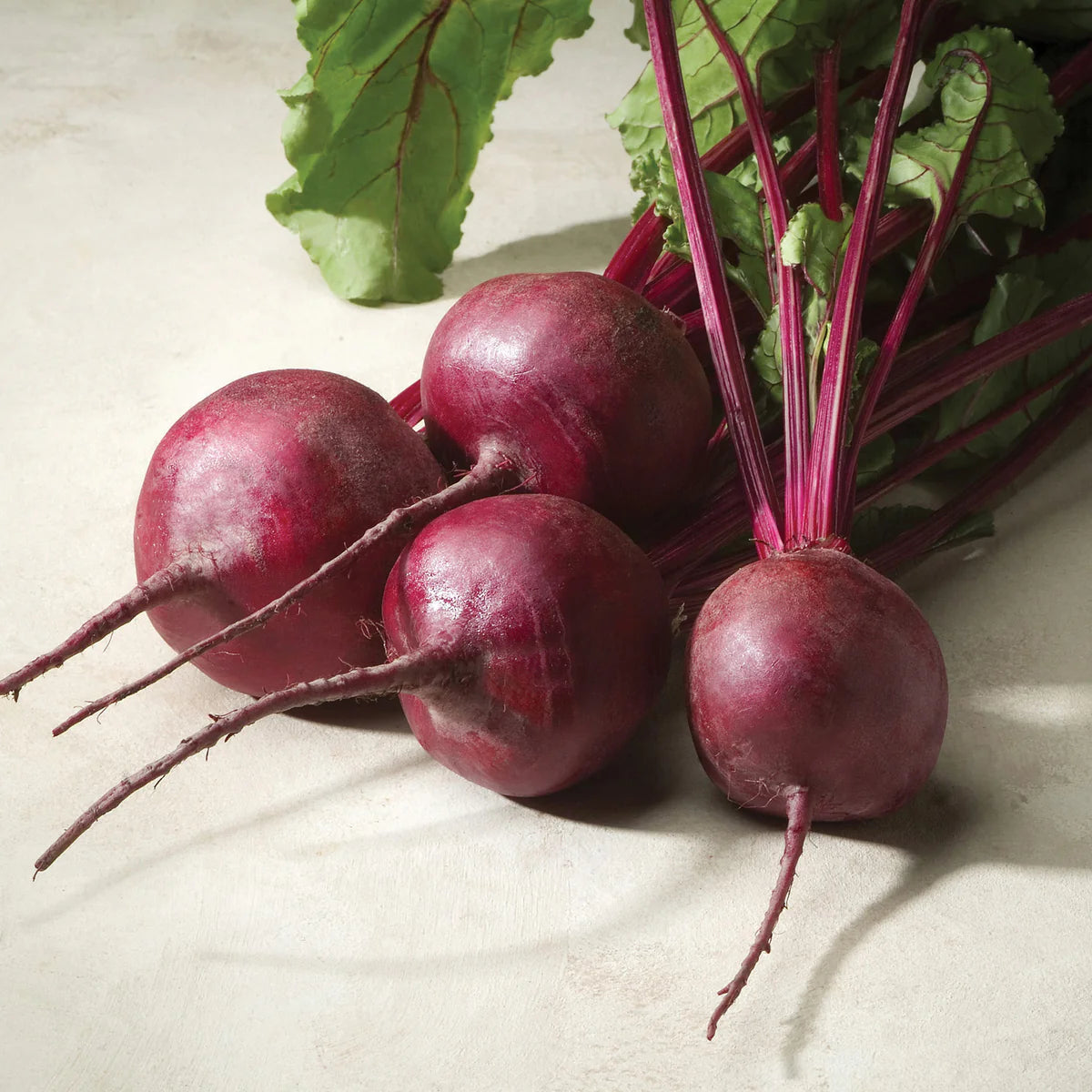 Merlin – Beet Seed