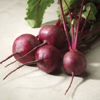 Merlin – Beet Seed