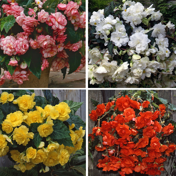 Hanging Basket Begonia Collection