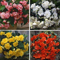 Hanging Basket Begonia Collection