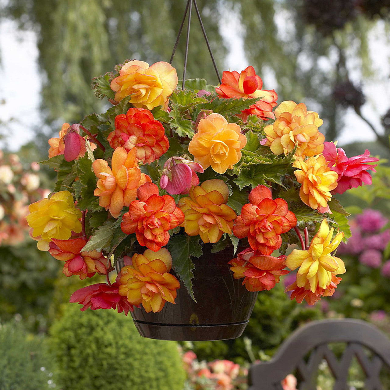 Golden Balcony Hanging Basket Begonia