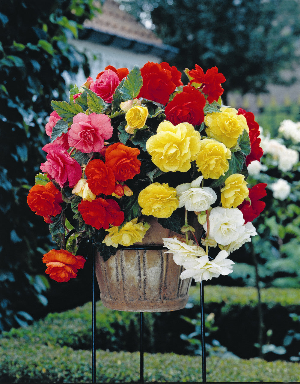 Fragrant Hanging Basket Begonia Mixture