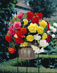 Fragrant Hanging Basket Begonia Mixture