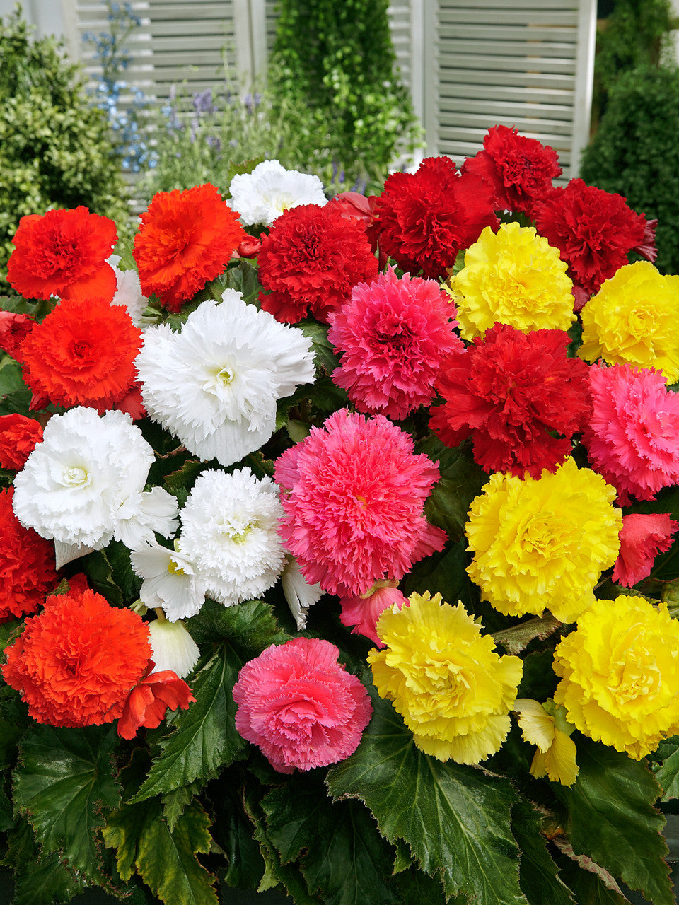 Fimbriata Begonia Mixture