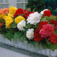 Fimbriata Begonia Mixture