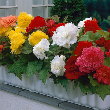Fimbriata Begonia Mixture