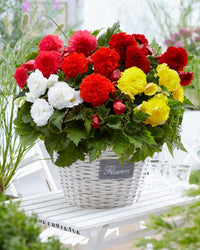 Fimbriata Begonia Mixture