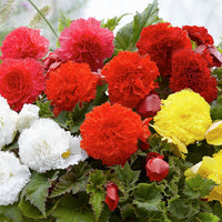 Fimbriata Begonia Mixture