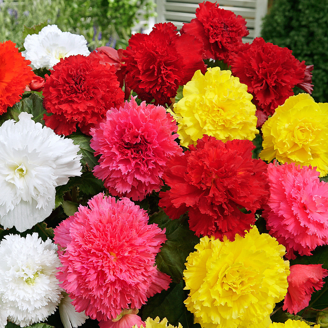 Fimbriata Begonia Mixture