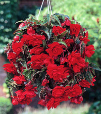 Scarlet Cascade Begonia