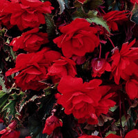 Scarlet Cascade Begonia