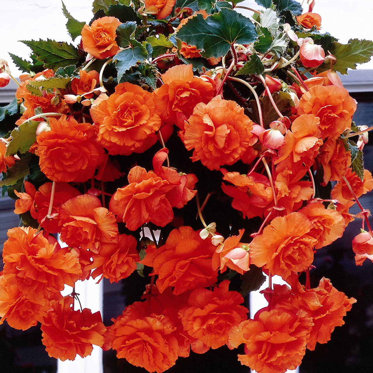Orange Cascade Begonia