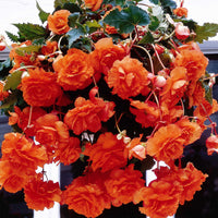 Orange Cascade Begonia